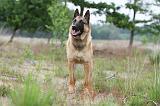 MALINOIS 582